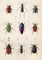 Entomology.jpg
